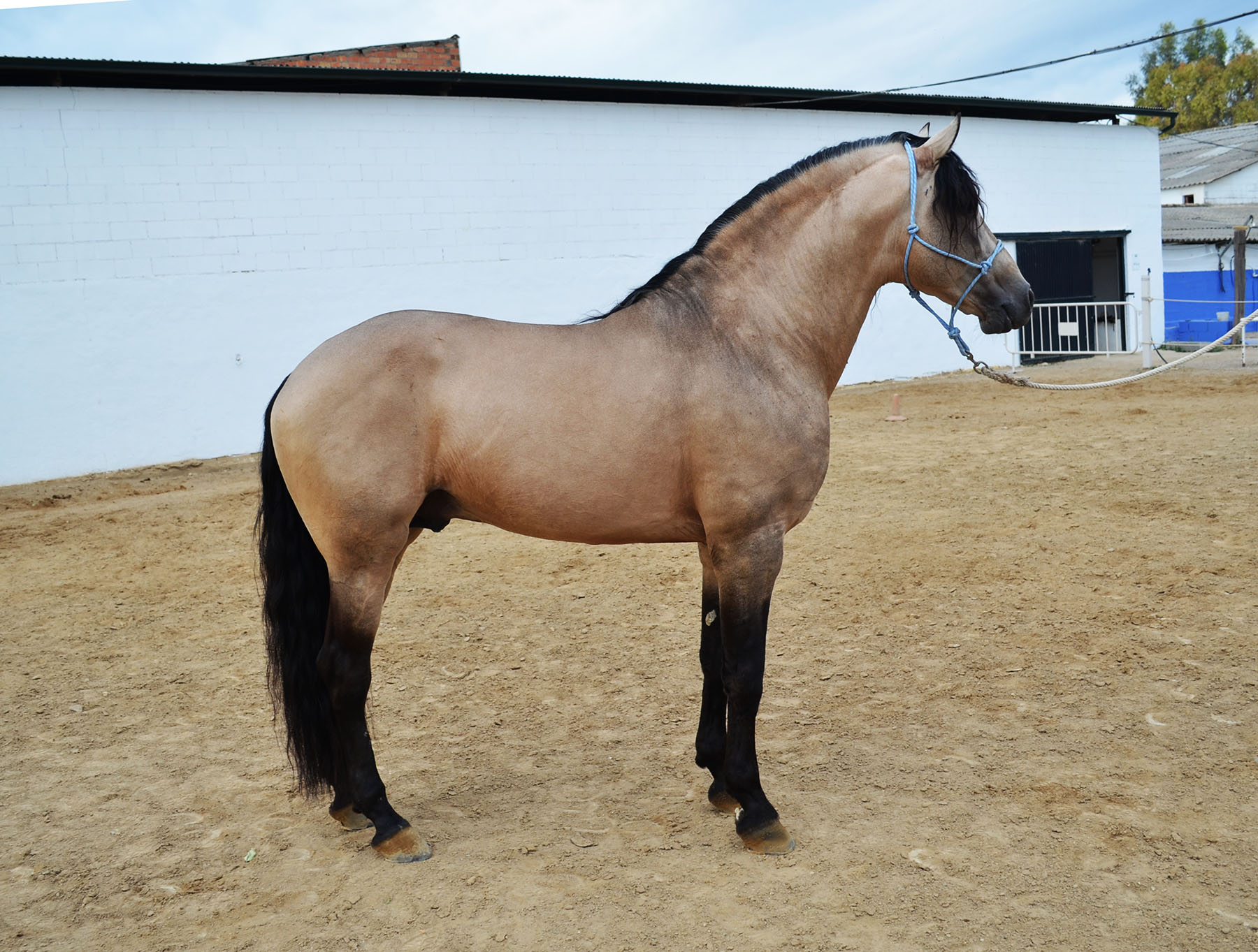 Caballo en Venta
